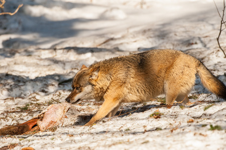 wolf while eating in the snow backgroundの写真素材