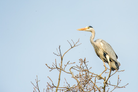 blue heron while flying to its nestの写真素材