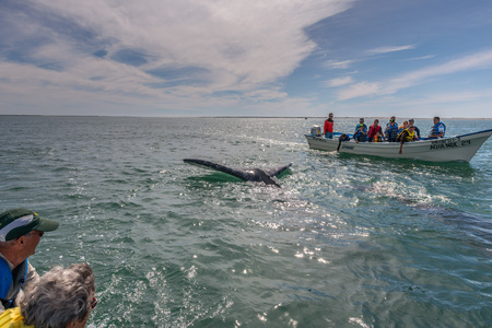 ALFREDO LOPEZ MATEOS - MEXICO - FEBRUARY, 5 2015 - hands while caressing and touching a grey whale mother and calf resting for milkingのeditorial素材