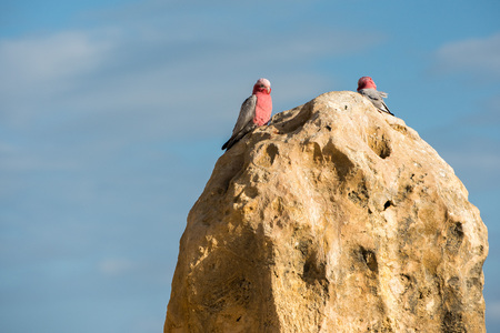 Australia endemic bird cacatua galahs close up portraitの写真素材