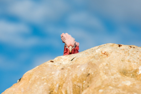 Australia endemic bird cacatua galahs close up portraitの写真素材