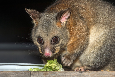 brush tailed possum portrait while looking at youの写真素材