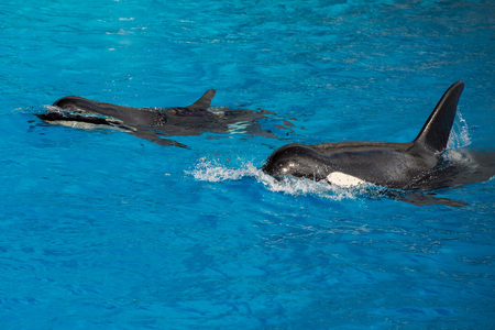 orca killer whale while swimming too youの写真素材