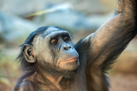 portrait of bonobo female ape close up looking at youの写真素材