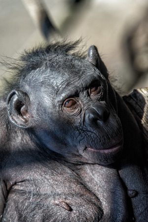 portrait of bonobo female ape close up looking at you