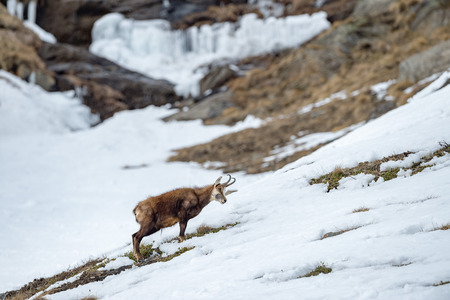 chamois deer on snow backgroundの写真素材