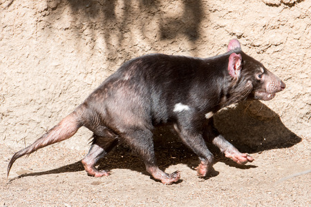 tasmania devil close up portrait looking at youの写真素材