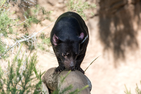 tasmania devil close up portrait looking at you