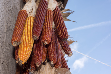 corn cobs at the marketの写真素材