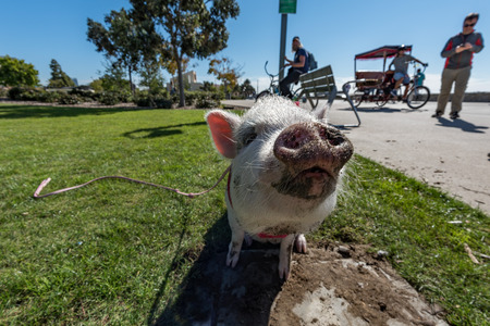SAN DIEGO, USA - NOVEMBER 14,  2015 - People Walking a Pink baby pig  like a pet in San Diego Harnor Drive Ruocco Parkのeditorial素材