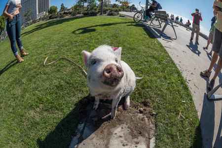 SAN DIEGO, USA - NOVEMBER 14,  2015 - People Walking a Pink baby pig  like a pet in San Diego Harnor Drive Ruocco Parkのeditorial素材