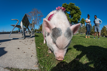 SAN DIEGO, USA - NOVEMBER 14,  2015 - People Walking a Pink baby pig  like a pet in San Diego Harnor Drive Ruocco Parkのeditorial素材