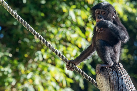 portrait of newborn young bonobo ape close up looking at youの写真素材