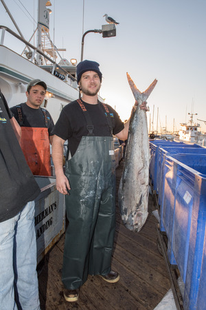 SAN DIEGO, USA - NOVEMBER 17, 2015 - fishing boat unloading yellowfin tuna at harbor pier at sunrise, destination is local marketのeditorial素材