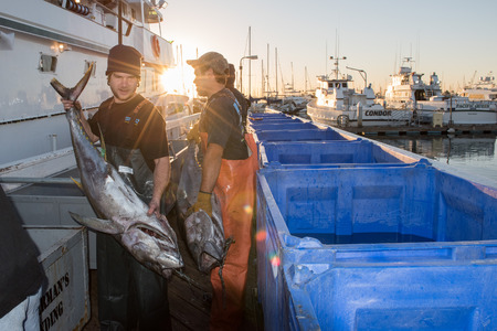 SAN DIEGO, USA - NOVEMBER 17, 2015 - fishing boat unloading yellowfin tuna at harbor pier at sunrise, destination is local marketのeditorial素材