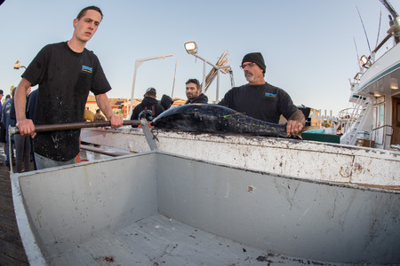 SAN DIEGO, USA - NOVEMBER 17, 2015 - fishing boat unloading yellowfin tuna at harbor pier at sunrise, destination is local marketのeditorial素材