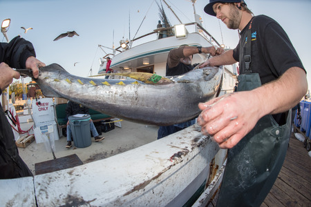 SAN DIEGO, USA - NOVEMBER 17, 2015 - fishing boat unloading yellowfin tuna at harbor pier at sunrise, destination is local marketのeditorial素材