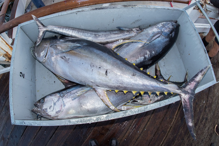 SAN DIEGO, USA - NOVEMBER 17, 2015 - fishing boat unloading yellowfin tuna at harbor pier at sunrise, destination is local marketのeditorial素材