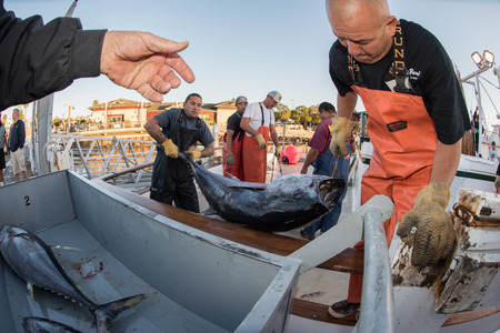 SAN DIEGO, USA - NOVEMBER 17, 2015 - fishing boat unloading yellowfin tuna at harbor pier at sunrise, destination is local marketのeditorial素材