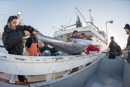 SAN DIEGO, USA - NOVEMBER 17, 2015 - fishing boat unloading yellowfin tuna at harbor pier at sunrise, destination is local marketのeditorial素材