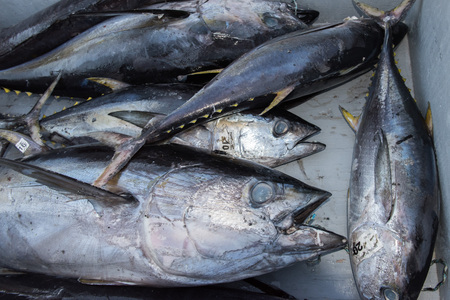 SAN DIEGO, USA - NOVEMBER 17, 2015 - fishing boat unloading yellowfin tuna at harbor pier at sunrise, destination is local marketのeditorial素材