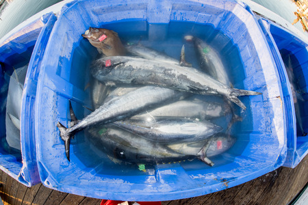 SAN DIEGO, USA - NOVEMBER 17, 2015 - fishing boat unloading yellowfin tuna at harbor pier at sunrise, destination is local marketのeditorial素材