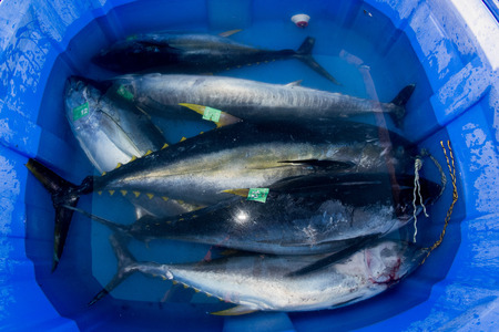 SAN DIEGO, USA - NOVEMBER 17, 2015 - fishing boat unloading yellowfin tuna at harbor pier at sunrise, destination is local marketのeditorial素材