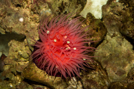 mediterranean Zool sea anemone Actinia equina macroの写真素材