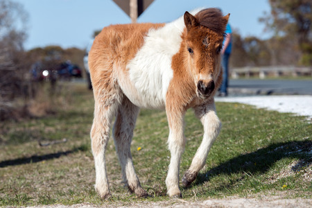 Assateague horse wild pony portrait while coming to youの写真素材