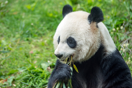 giant panda while eating bamboo close up portraitの写真素材