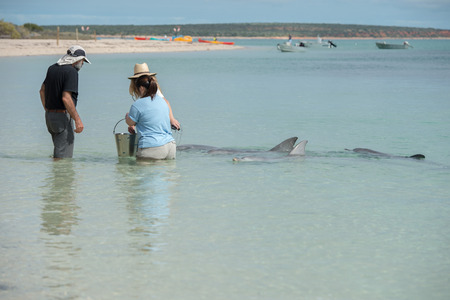 MONKEY MIA, AUSTRALIA - AUGUST, 28, 2015- wild dolphins near the shore get in touch with humans near the shore in West Australia famous Monkey Mia beachのeditorial素材
