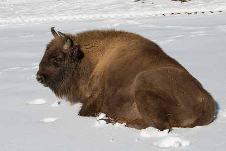 european bison portrait on snow backgroundの写真素材