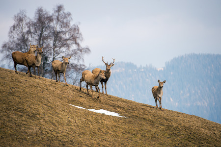deer portrait while looking at you in winter timeの写真素材