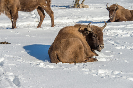 european bison portrait on snow backgroundの写真素材