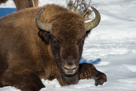 european bison portrait on snow backgroundの写真素材