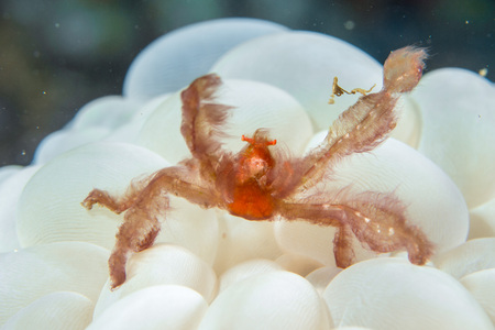 Red orang utan crab on hard coral macro in indonesiaの写真素材