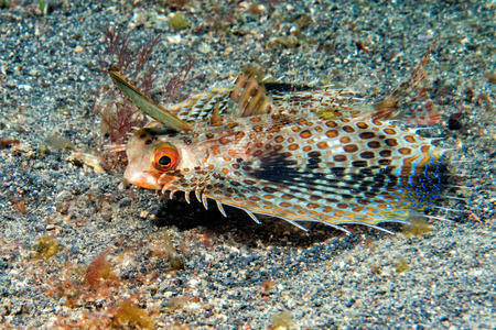 flying fish on black lembeh sand backgroundの写真素材
