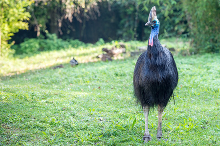 cassowary portrait on green grassの写真素材