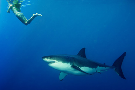 Great white shark ready to attack a girl while snorkelingの写真素材