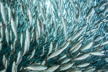 inside a giant sardines school of fish bait ballの写真素材