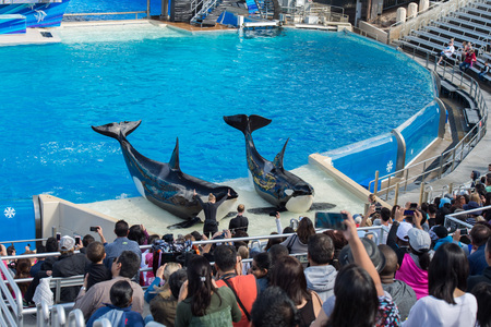SAN DIEGO, USA - NOVEMBER, 15 2015 - The orca killer whale show at Sea World aquatic park. SeaWorld...