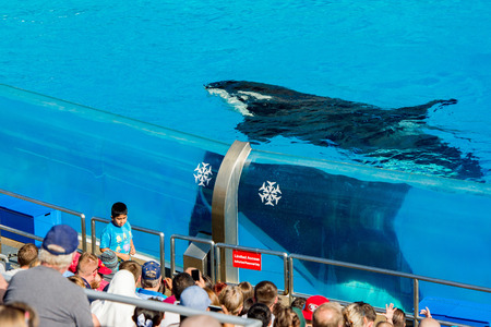 SAN DIEGO, USA - NOVEMBER, 15 2015 - The orca killer whale show at Sea World aquatic park. SeaWorld killer whale died at San Antonio park and all the show were cancelledのeditorial素材