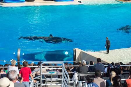 SAN DIEGO, USA - NOVEMBER, 15 2015 - The orca killer whale show at Sea World aquatic park. SeaWorld killer whale died at San Antonio park and all the show were cancelledのeditorial素材