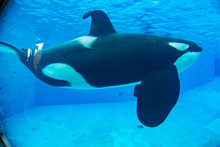 SAN DIEGO, USA - NOVEMBER, 15 2015 - The orca killer whale show at Sea World aquatic park. SeaWorld killer whale died at San Antonio park and all the show were cancelledのeditorial素材