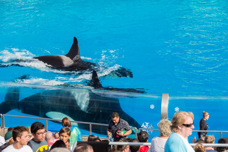 SAN DIEGO, USA - NOVEMBER, 15 2015 - The orca killer whale show at Sea World aquatic park. SeaWorld killer whale died at San Antonio park and all the show were cancelledのeditorial素材