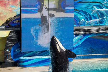 SAN DIEGO, USA - NOVEMBER, 15 2015 - The orca killer whale show at Sea World aquatic park. SeaWorld...