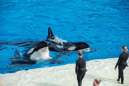 SAN DIEGO, USA - NOVEMBER, 15 2015 - The orca killer whale show at Sea World aquatic park. SeaWorld killer whale died at San Antonio park and all the show were cancelledのeditorial素材