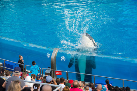SAN DIEGO, USA - NOVEMBER, 15 2015 - The orca killer whale show at Sea World aquatic park. SeaWorld killer whale died at San Antonio park and all the show were cancelledのeditorial素材