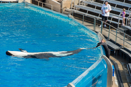 SAN DIEGO, USA - NOVEMBER, 15 2015 - The orca killer whale show at Sea World aquatic park. SeaWorld killer whale died at San Antonio park and all the show were cancelledのeditorial素材
