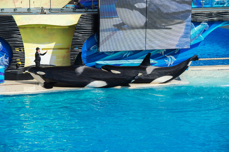 SAN DIEGO, USA - NOVEMBER, 15 2015 - The orca killer whale show at Sea World aquatic park. SeaWorld killer whale died at San Antonio park and all the show were cancelledのeditorial素材